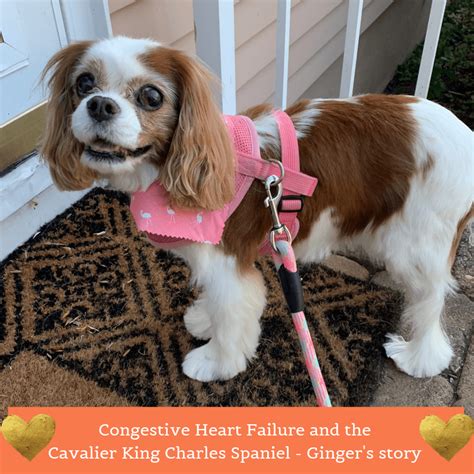 Congestive Heart Failure and the Cavalier King Charles Spaniel - A Walk ...