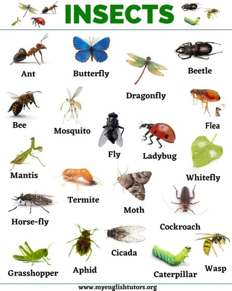 Insects: List of 20+ Names of Insects in English – My English Tutors