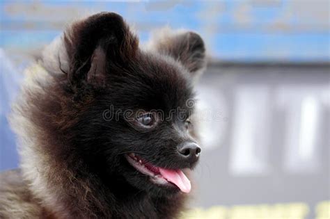 Close Up Portrait of Young Black Spitz Stock Photo - Image of outdoor, portrait: 190210960