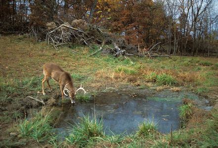 Where To Place Your Deer Feeder For Maximum Success - Hunter’s Wholesale