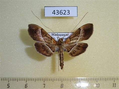 Crambidae sp. Madagascar - Fareastinsects