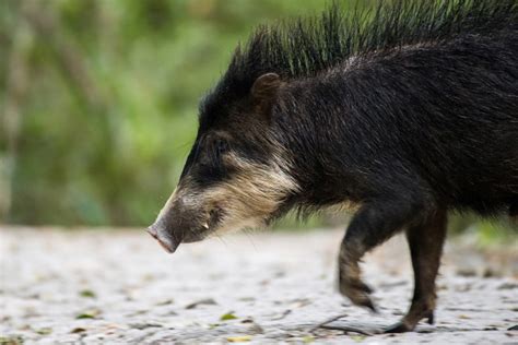 Scientists document collapse of the white-lipped peccary | WSU Insider ...