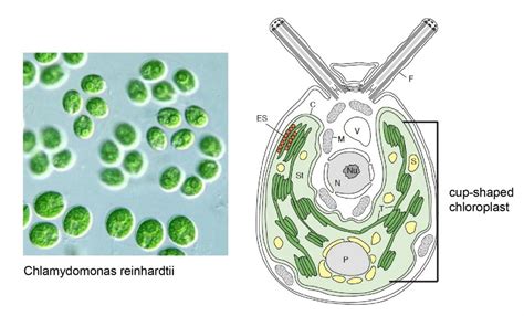 Chloroplast Function and Structure - Solar Panels - Rs' Science