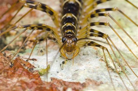 A Day in the Life of a House Centipede in Lexington, KY