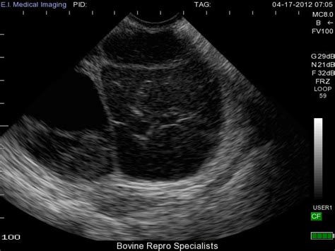 Bovine Ultrasound: Follicular vs. Luteal Cysts