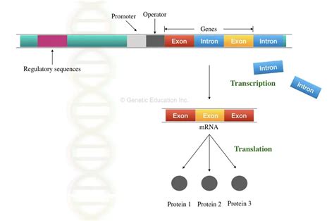 Introduction to Exon and Intron – Genetic Education