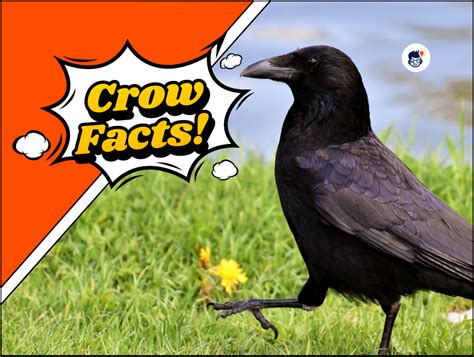 22 Interesting Crow Facts: Secrets of the Intelligent Bird