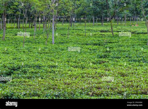 Tea gardens near Srimangal, Bangladesh Stock Photo - Alamy