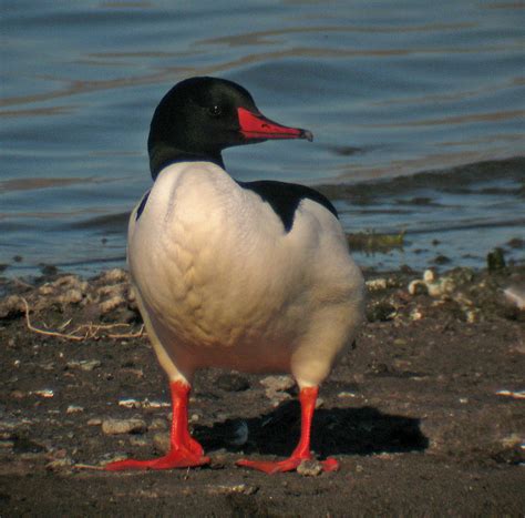 Common Merganser male | Common Merganser (Mergus merganser),… | Flickr