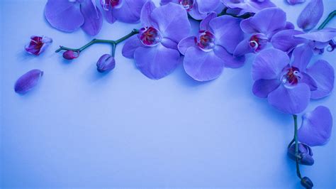 Orchid Wallpaper