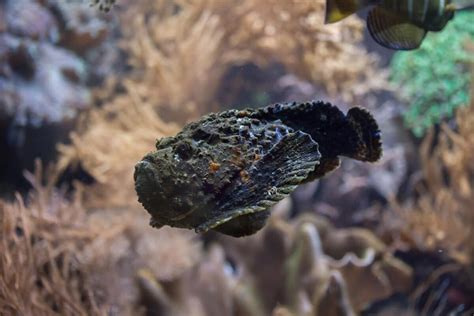 The Most Venomous Marine Animal: The Deadly Stonefish