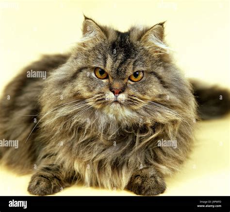 Brown Persian Cat