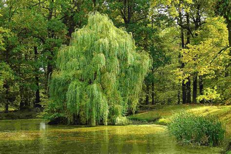 Willow Tree Symbolism and Meaning: The Ultimate Guide - SimplyBeyondHerbs