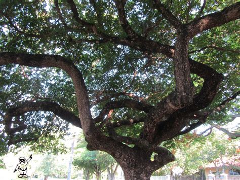 tog of coral gables dailyphoto: Bucida buceras - Florida "Black Olive" Tree