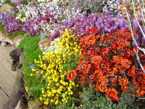 Wildflowers of the West Coast and Namaqualand this Spring