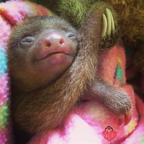 Sloths holding hands. The cutest thing ever. - Sloths.com.au