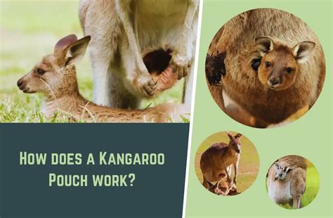 How does a Kangaroo Pouch work? (Everything You Need to Know)