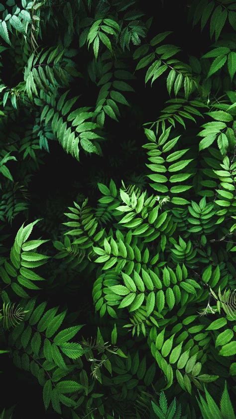 Green Leaves Wallpapers - Top Free Green Leaves Backgrounds ...