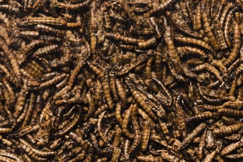 Yellow mealworm is safe for human consumption – Agriculture Monthly