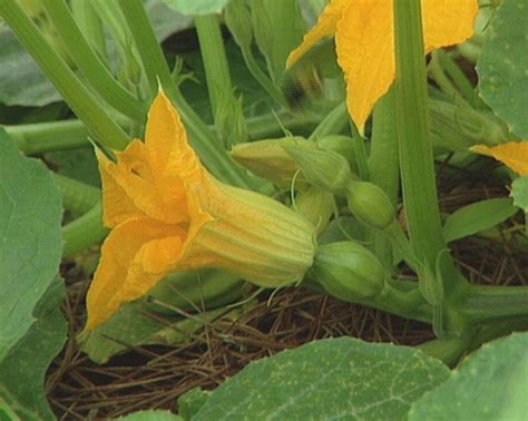 Pin by Ann Welch on Pumpkin Patch | Growing pumpkins, Planting pumpkins, Plants