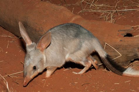 Bilby Facts for Kids - Brisbane Kids