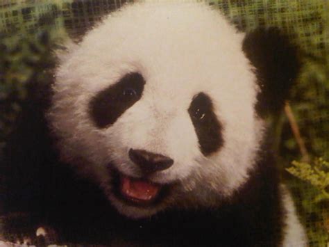 Morton's Musings: Happy Panda