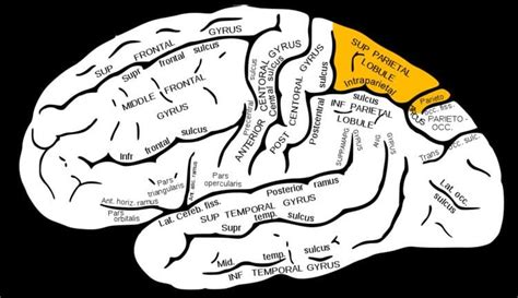 Superior parietal lobule - Alchetron, the free social encyclopedia