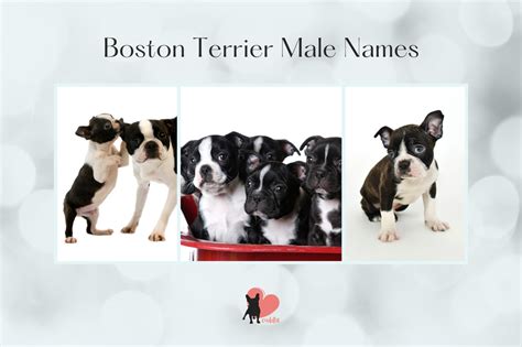 Boston Terrier Names and How to Name or Rename Your Dog