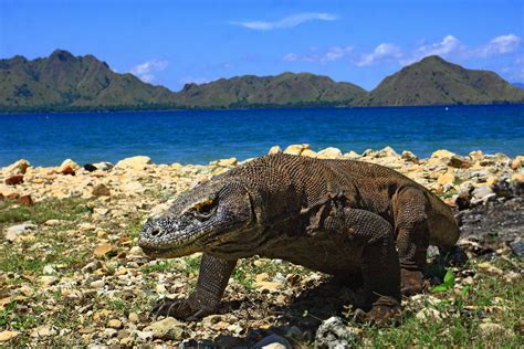 Komodo-Nationalpark in Indonesien verlangt 1000 Dollar Eintritt - Biodiversität