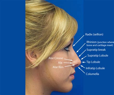 Rhinoplasty Anatomy | Rhinoplasty in Seattle