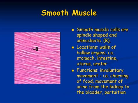 PPT - Muscles and Muscle Tissue PowerPoint Presentation, free download ...