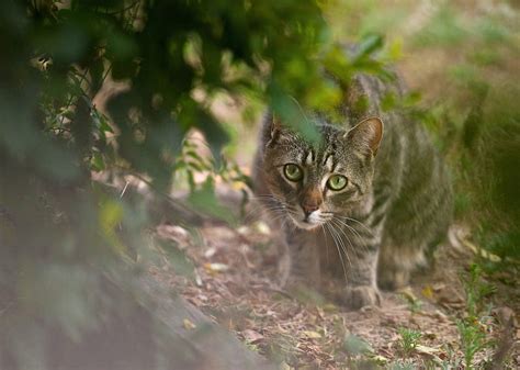 HD wallpaper: cat, look, leaves, grey, Bush, predator | Wallpaper Flare