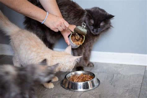 7 Best Wet Food for Maine Coon Cats - MaineCoon.org