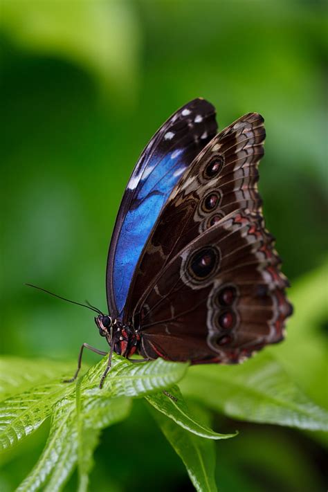 Royalty-Free photo: Close-up photograph of Morpho butterfly | PickPik