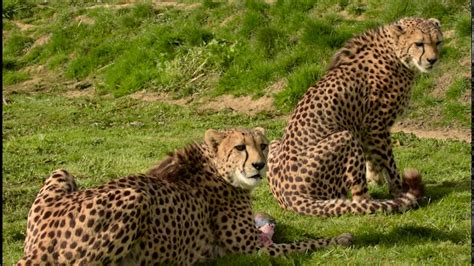 Feeding time with the Cheetahs - YouTube