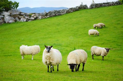 Sheep Marked with Colorful Dye Grazing in Green Pastures. Adult Sheep and Baby Lambs Feeding in ...