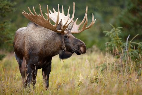 "Bull Moose" by Stocksy Contributor "Paul Tessier" - Stocksy