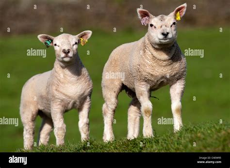 Beltex lamb in spring Stock Photo - Alamy