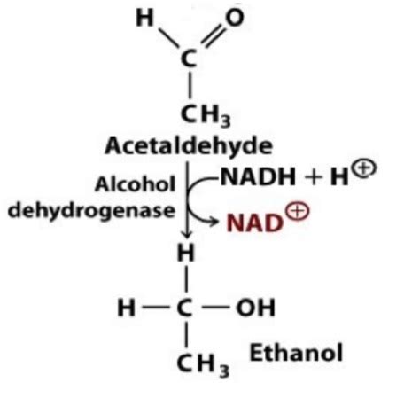 Solved This reaction scheme shows the activity of alcohol | Chegg.com