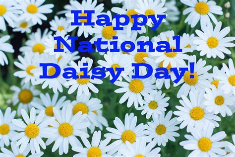 Happy National Daisy Day! by Uranimated18 on DeviantArt