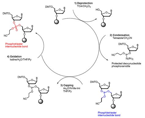 News - The basic principle of DNA synthesis