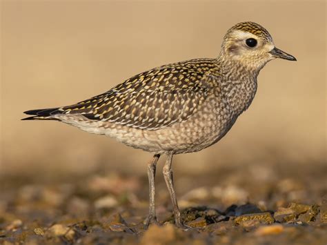 American Golden-Plover - eBird