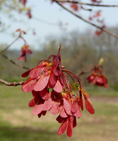 Rhode Island State Tree | Red Maple