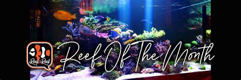 Reef Spotlight - REEF OF THE MONTH - July 2023: Alex Costa's Amazing ...