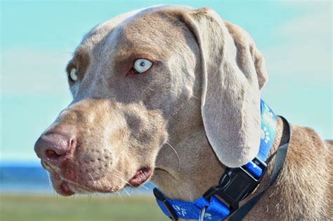 10 Dog Breeds With Blue Eyes