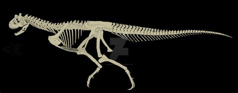 Carnotaurus Skeleton Side View by Shawkins859 on DeviantArt