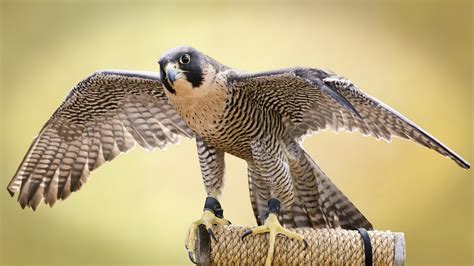 Falcon Full HD Wallpaper and Background Image | 1920x1080 | ID:556263