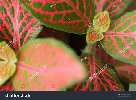 Red Veined Leaves Fittonia Nerve Plant Stock Photo 345597650 - Shutterstock