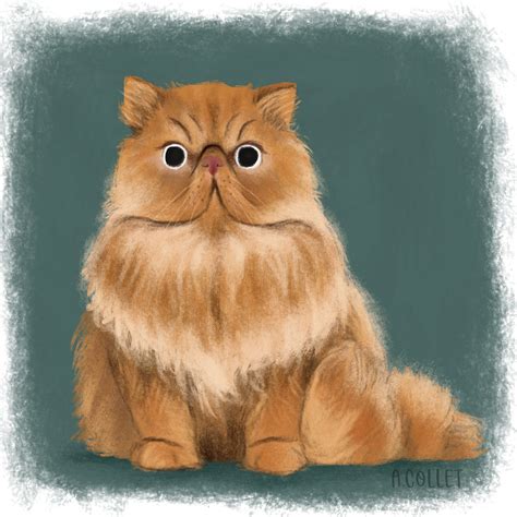 Crookshanks | Hermione's cat, Persian cat art, Persian cat drawing