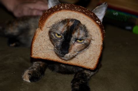 Inside Individual Design: Cat Breading